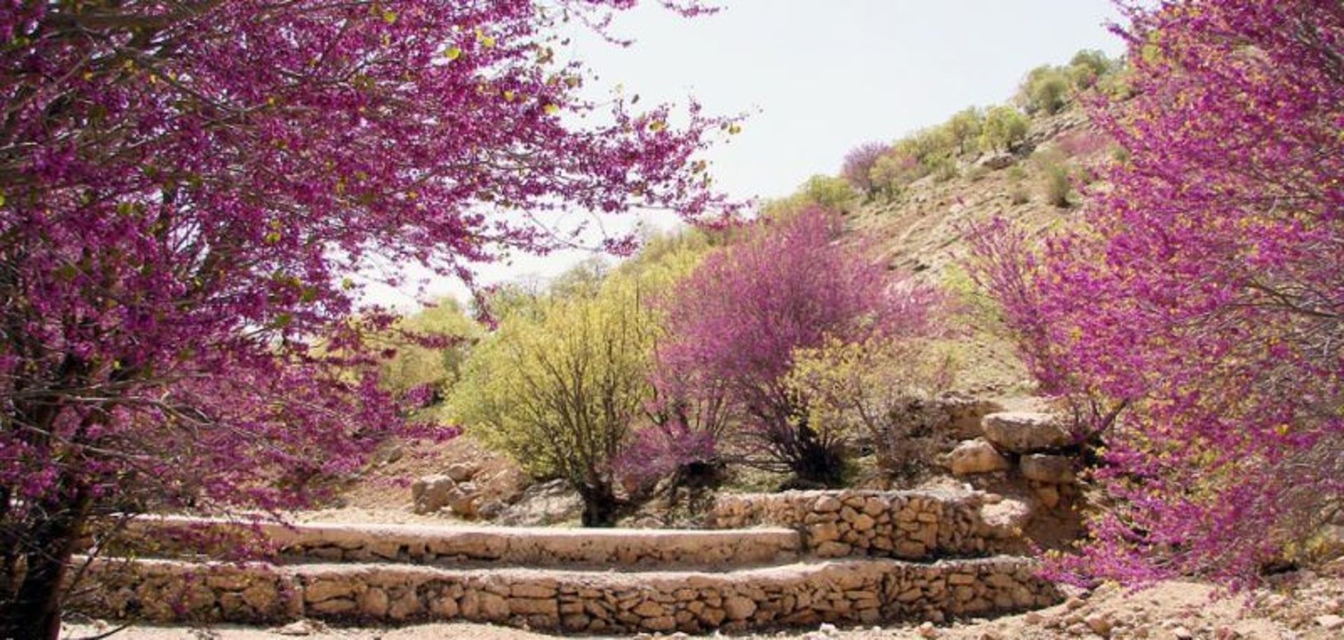 ایلام
