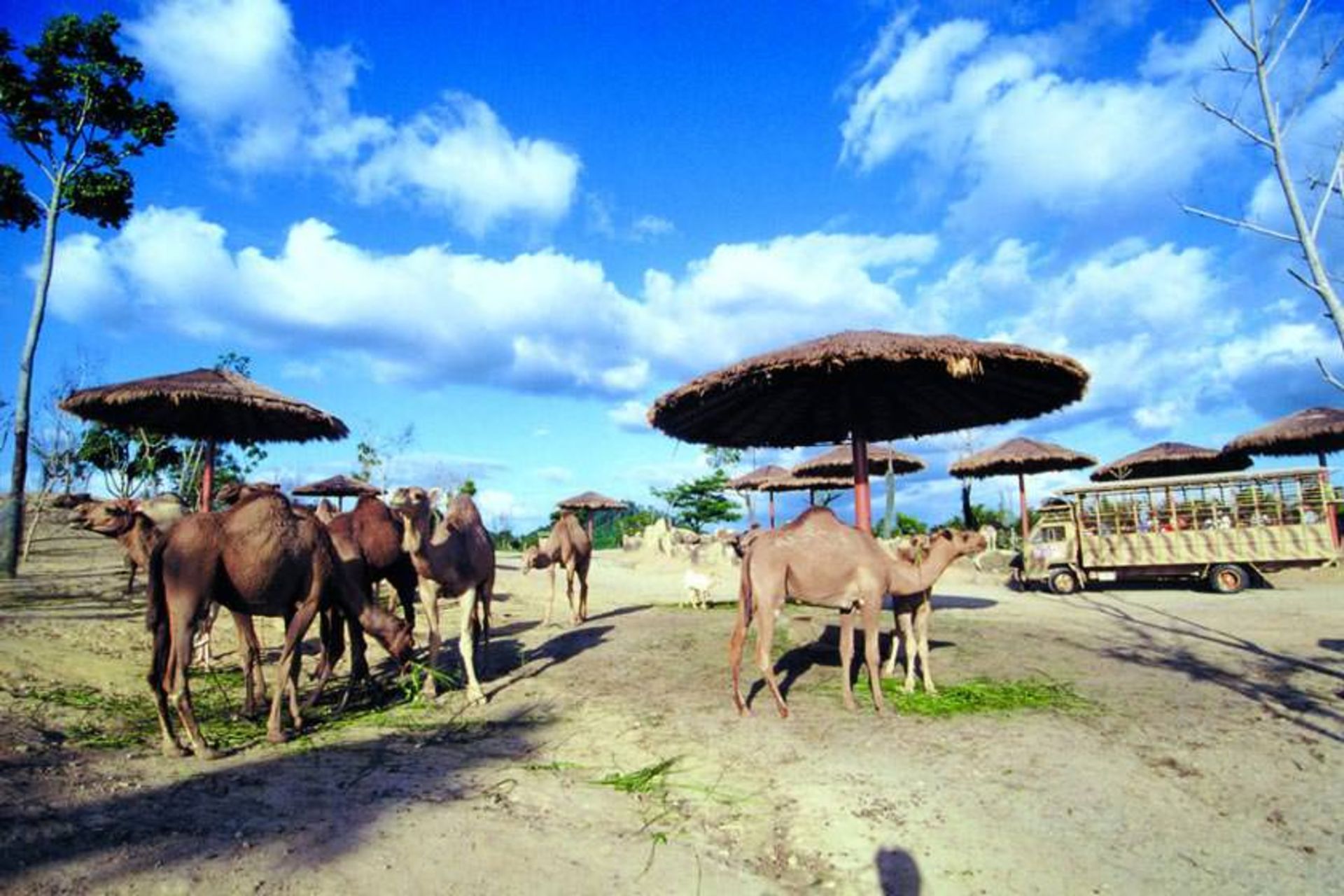 الور گاجاه
