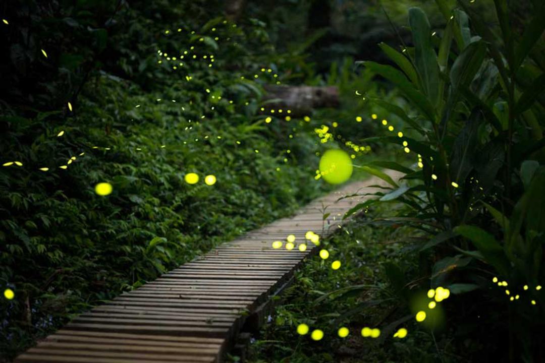  فایرفلای پارک (پارک کرم شب تاب)