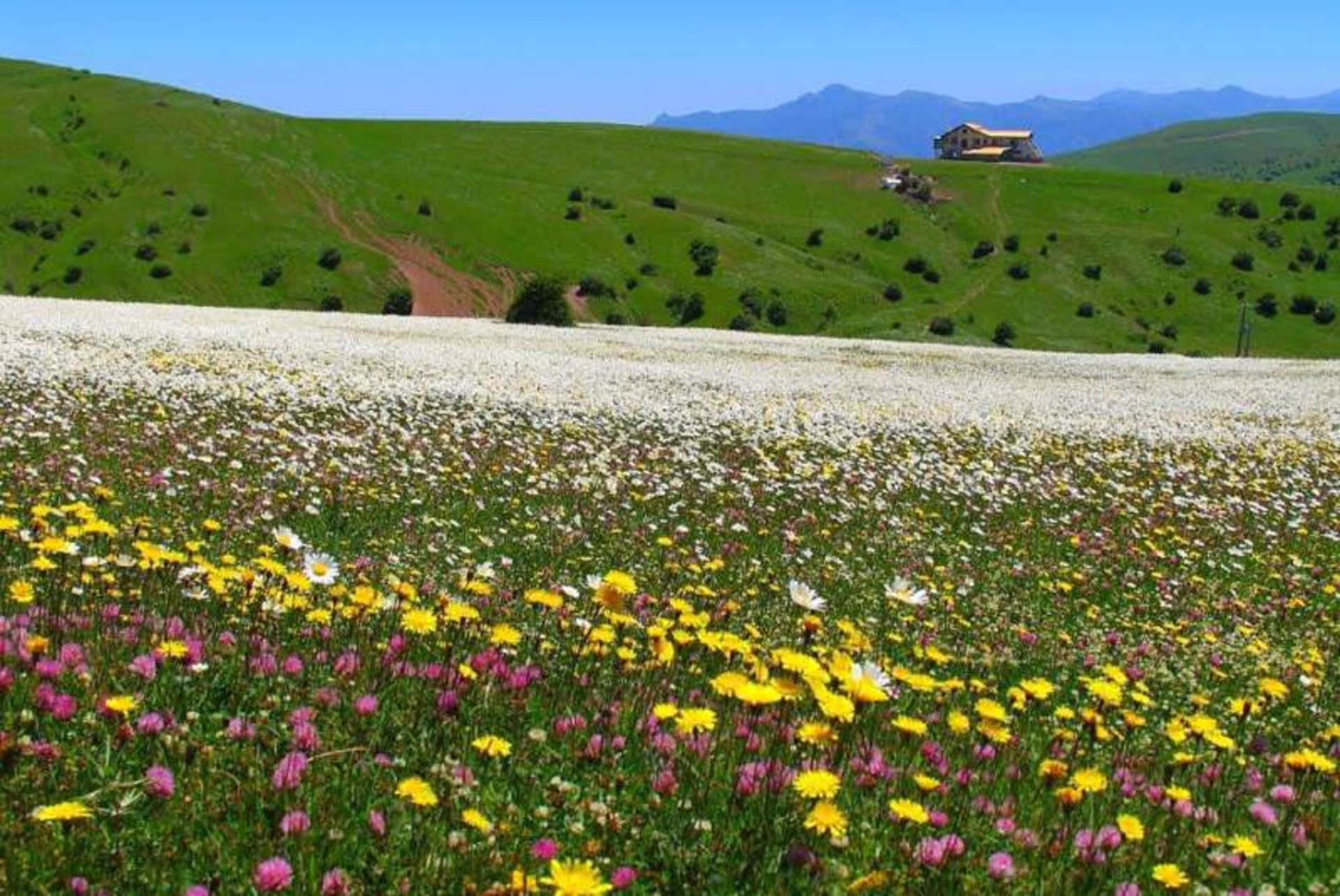 جنگل فندوقلوی نمین
