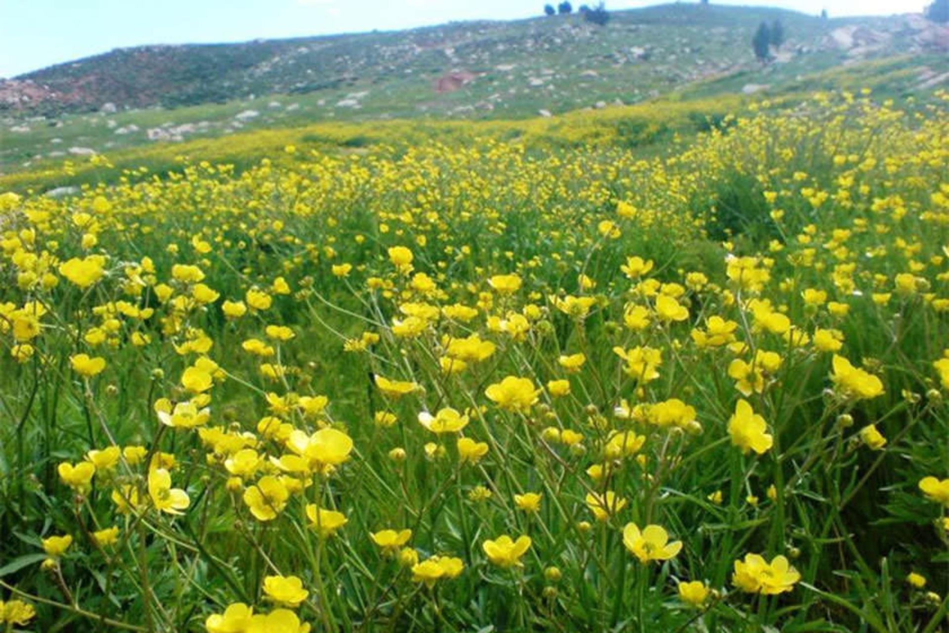 چالقفا