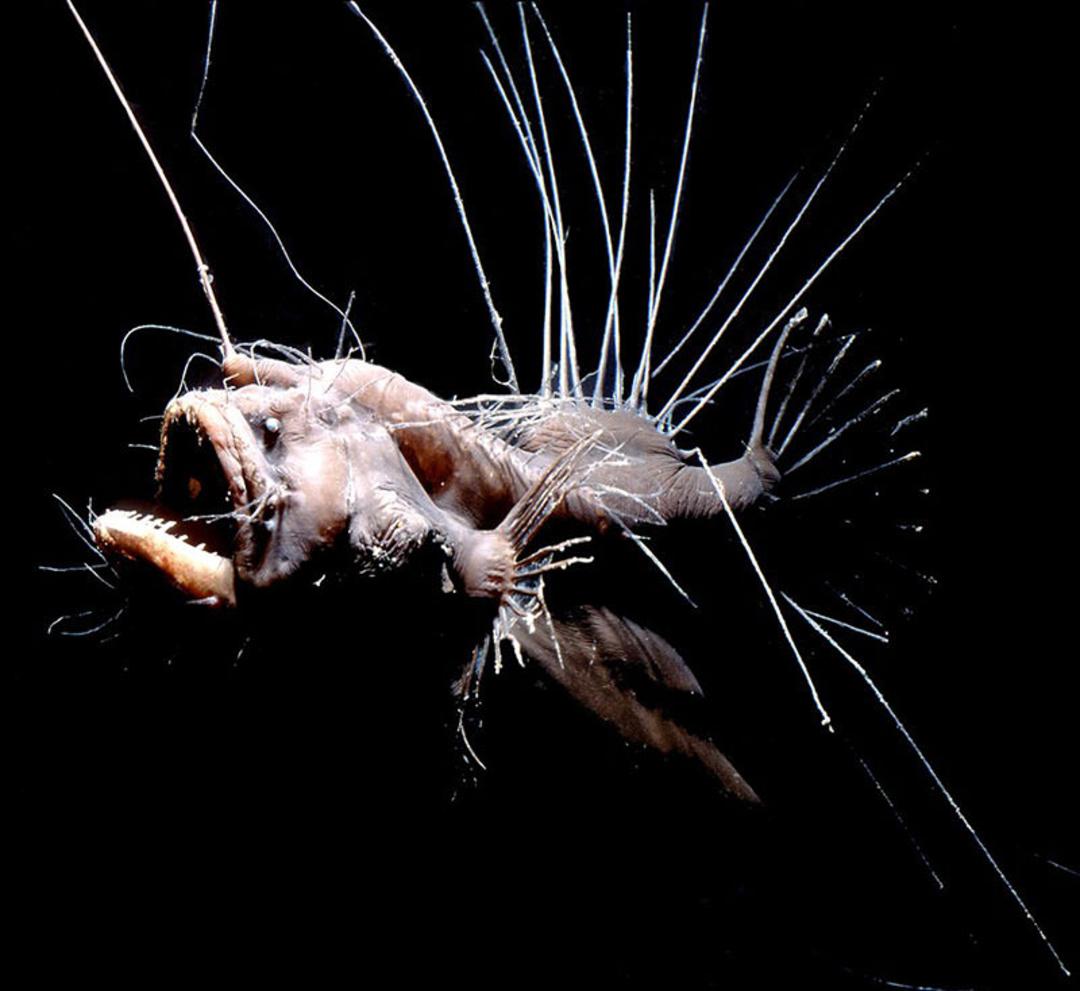 گودال ماریانا
