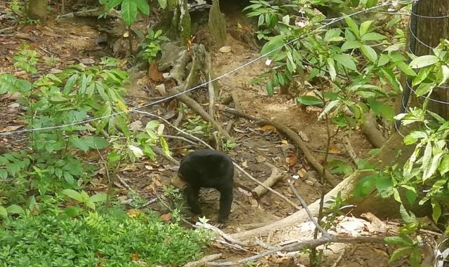 Bornean Sun Bear Conservation Centre