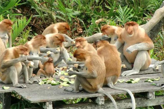 Labuk Bay Proboscis Monkey Sanctuary