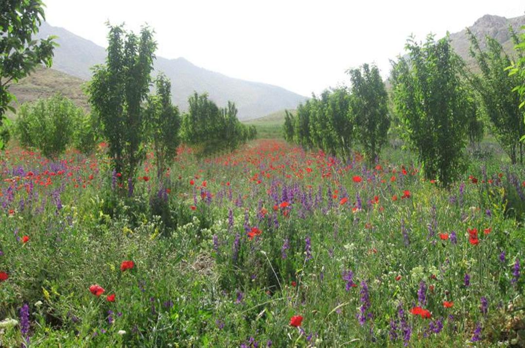 دشت حناعلیشاه