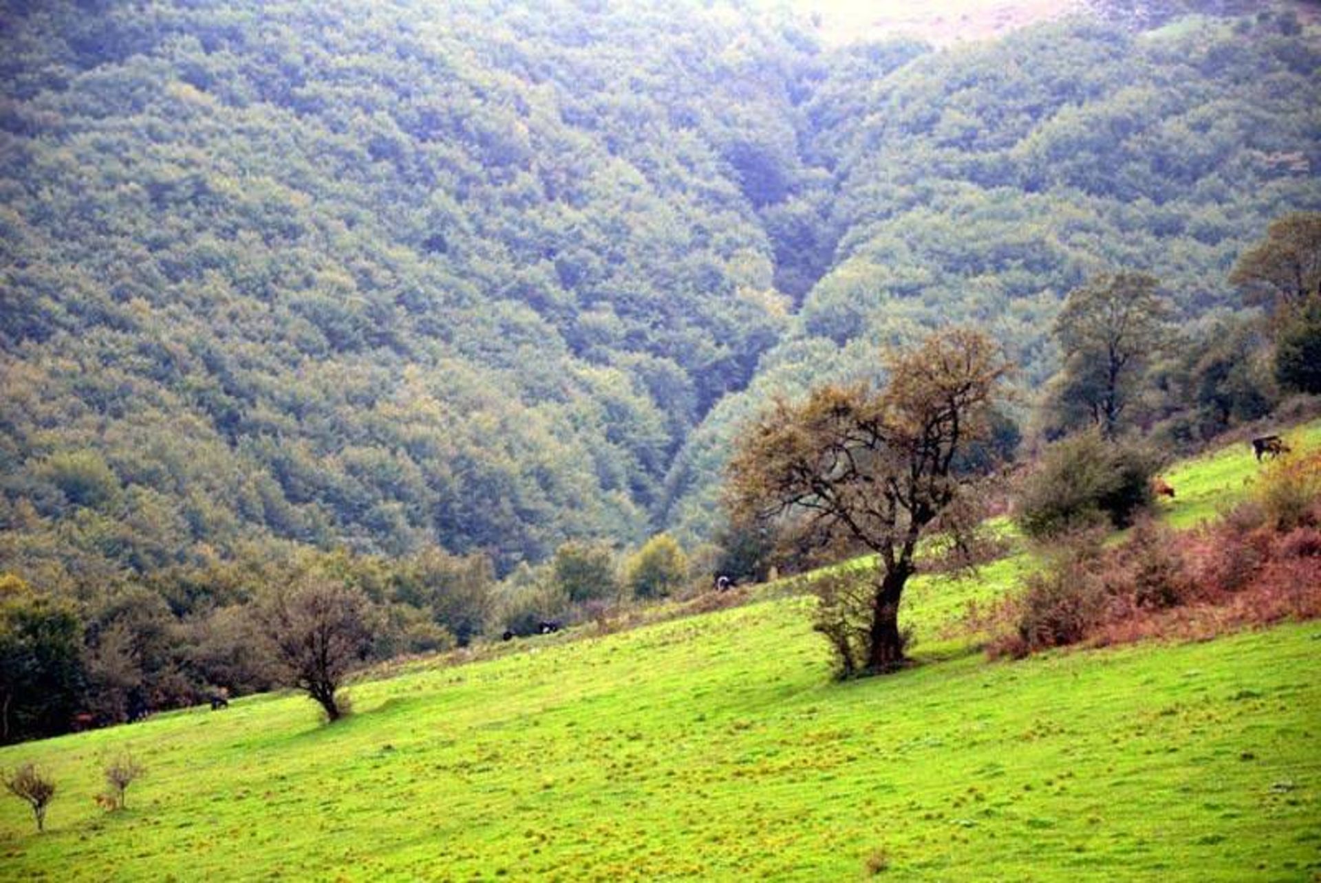 روستای حیران