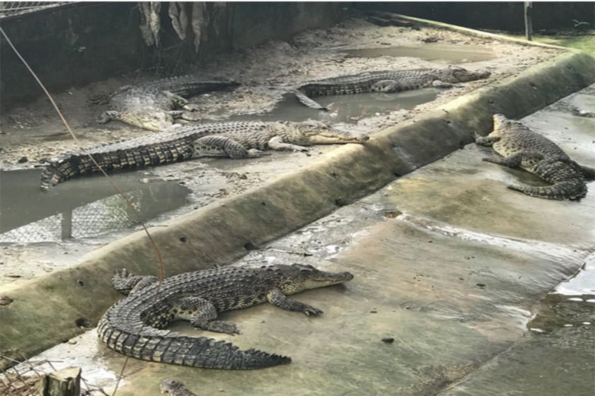 Sandakan Crocodile Farm