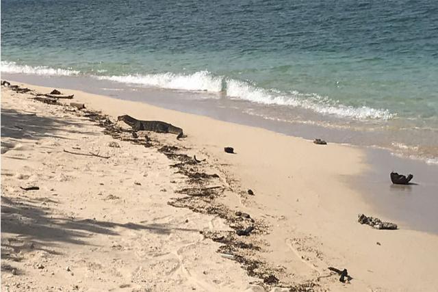 Turtle Island Park