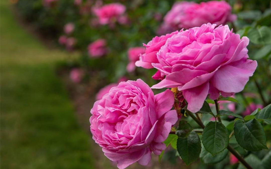 گل محمدی