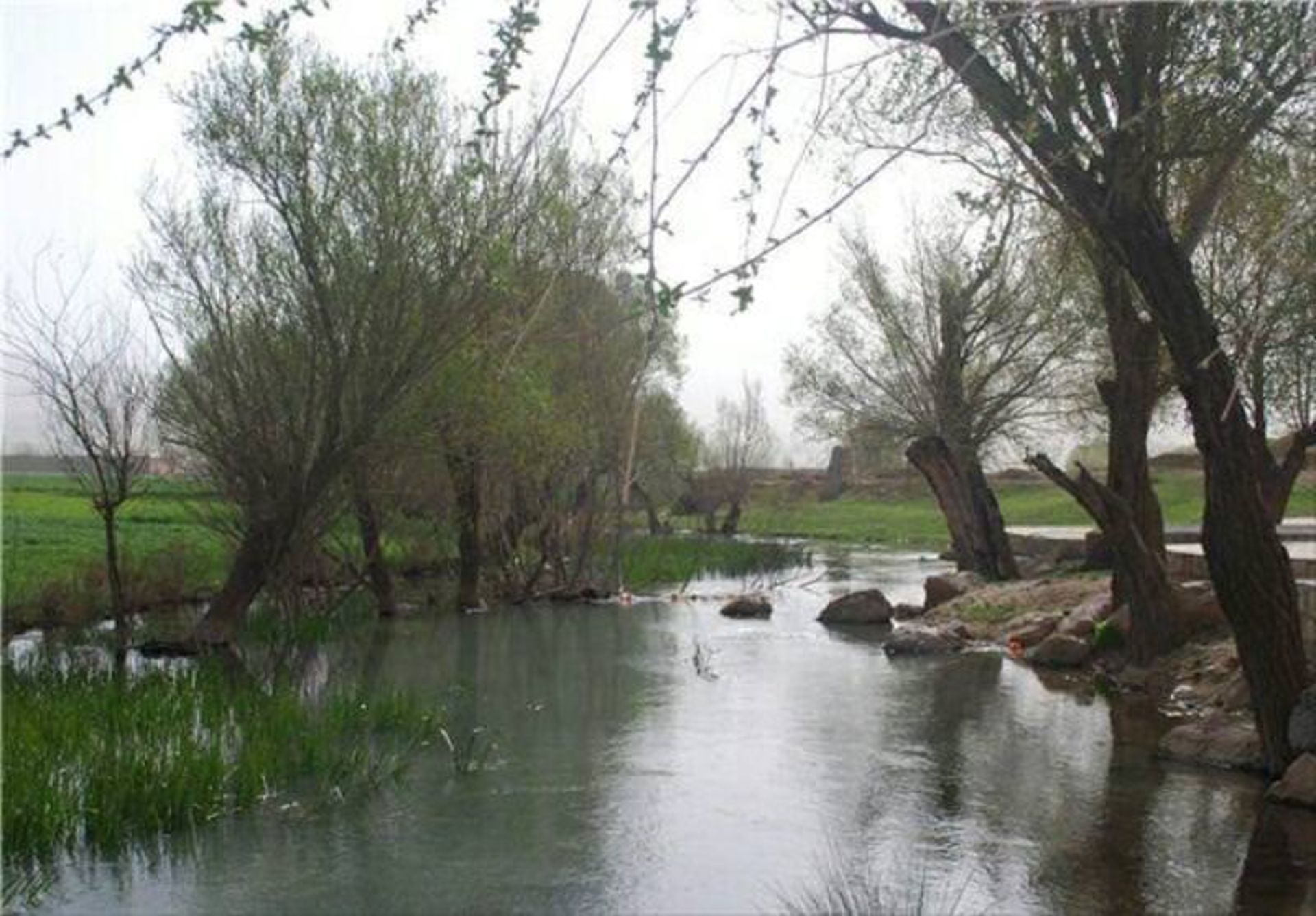 فش 
