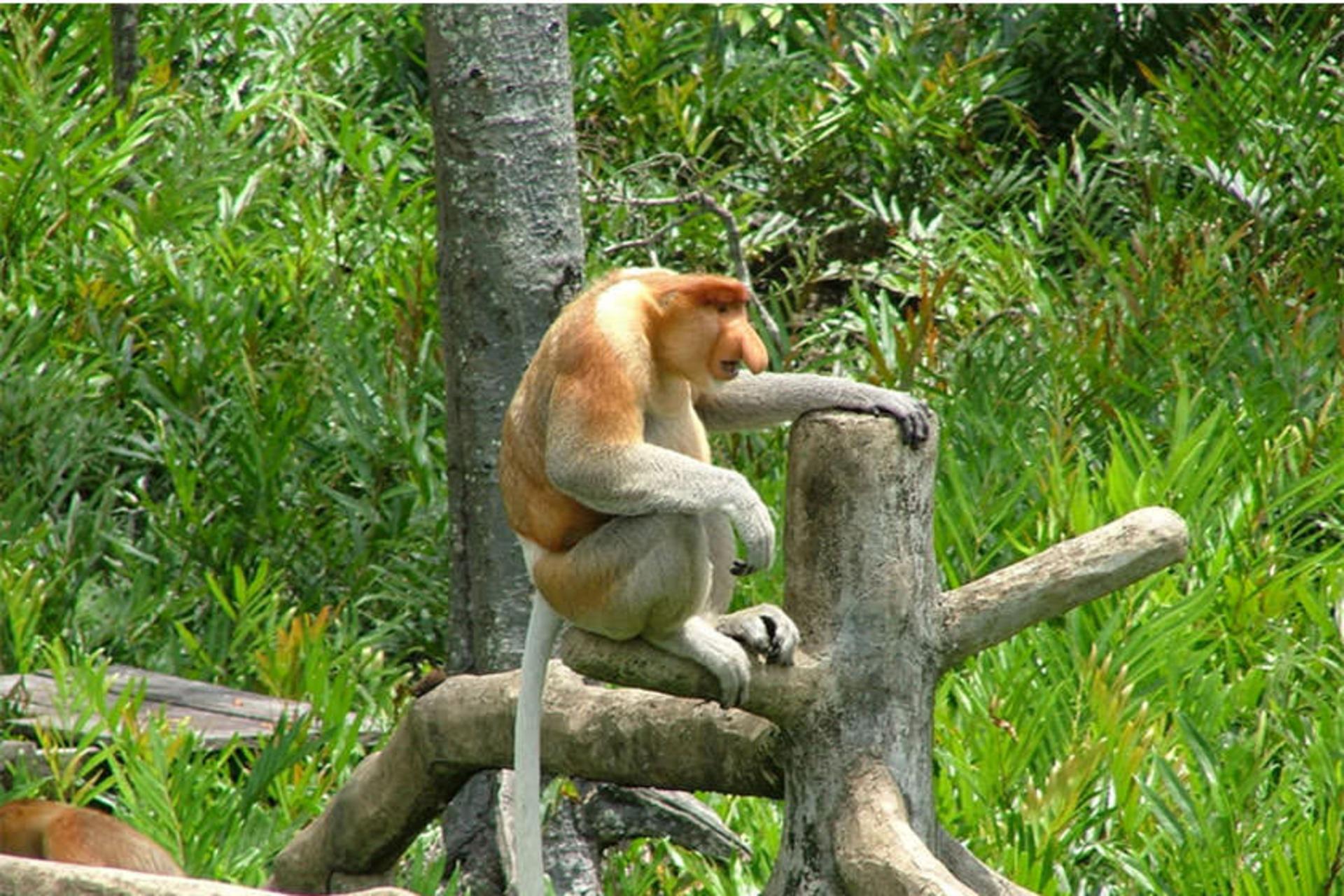 Labuk Bay Proboscis Monkey Sanctuary