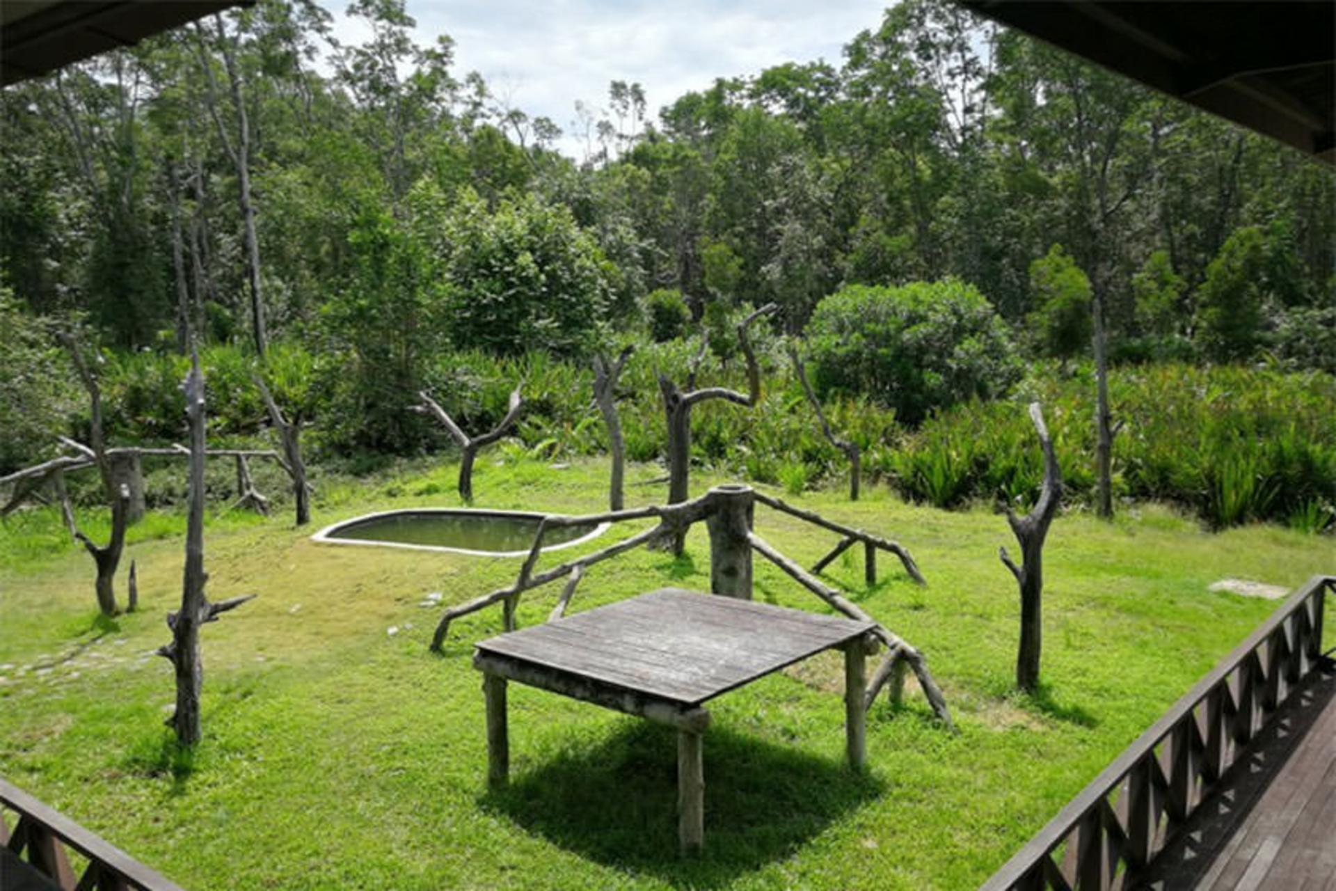 Labuk Bay Proboscis Monkey Sanctuary