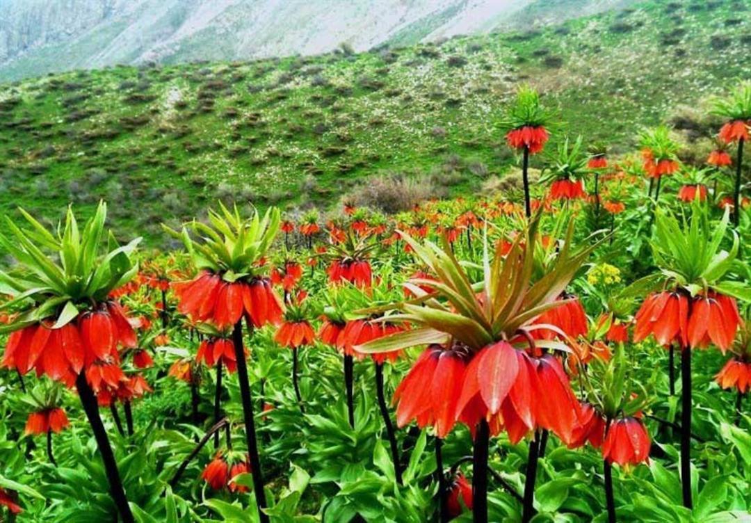 دشت لاله های واژگون الیگودرز