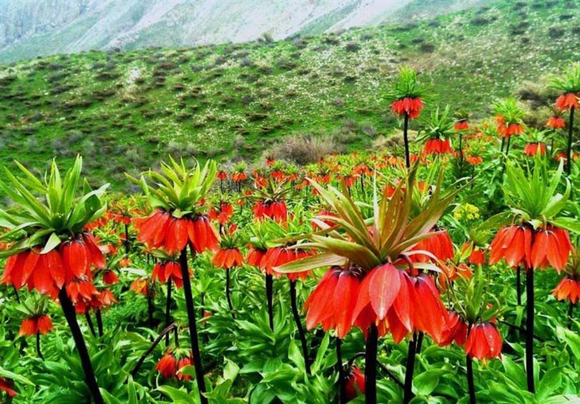 دشت لاله های واژگون الیگودرز