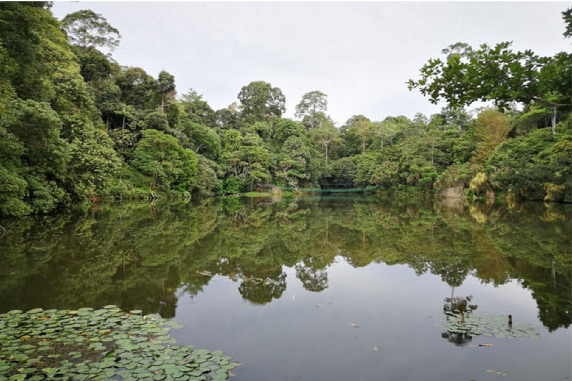 Rainforest Discovery Centre