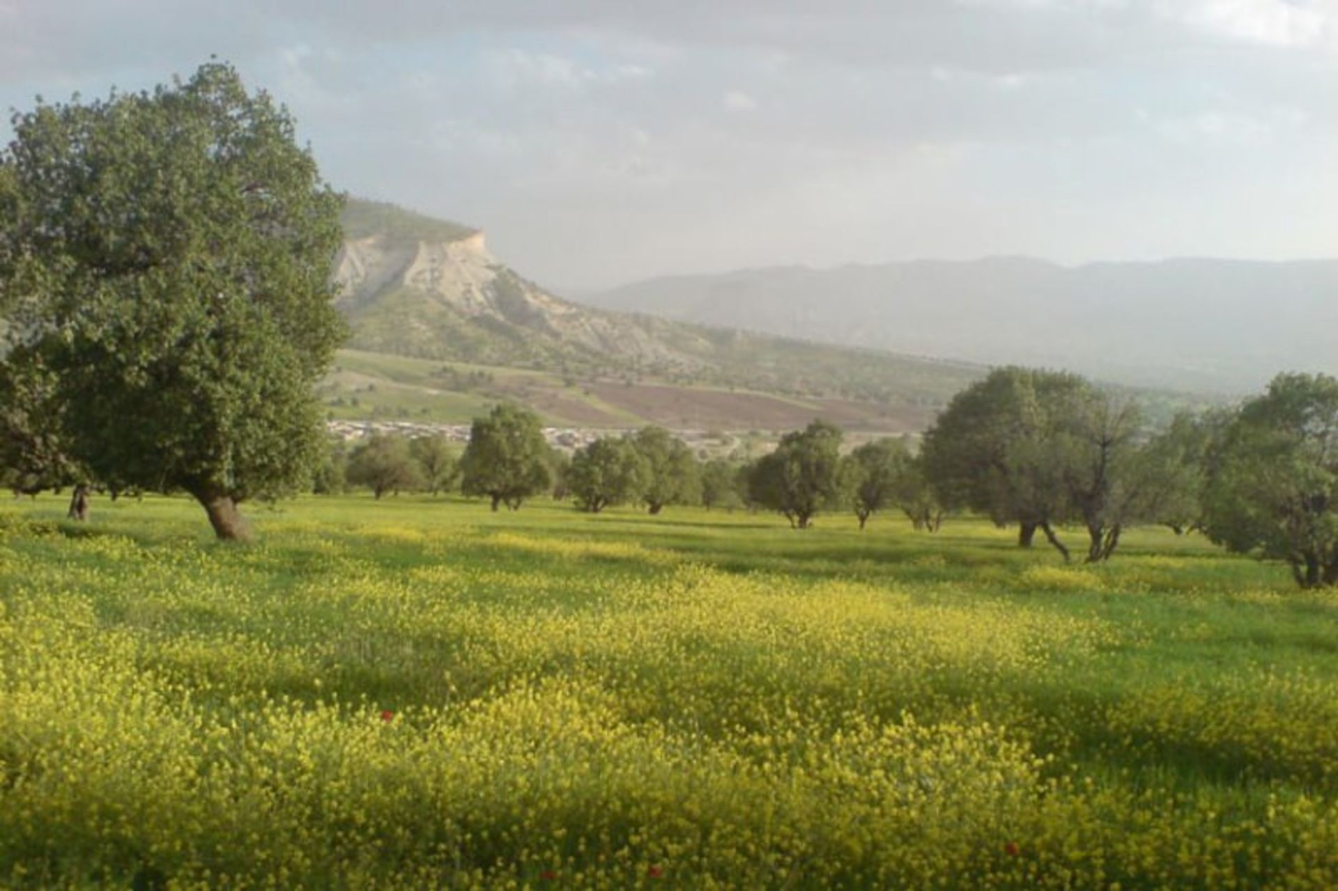 تفرجگاه-جنگلی-ششدار