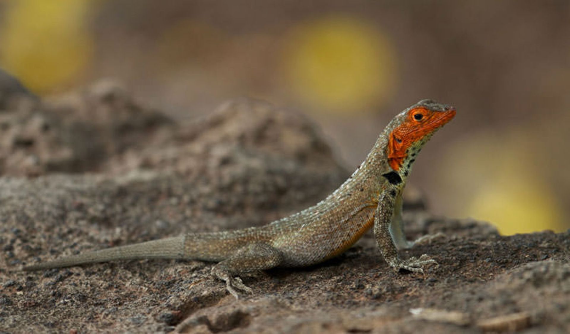 مارمولک گدازه ای