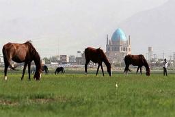 چمن طبیعی سلطانیه