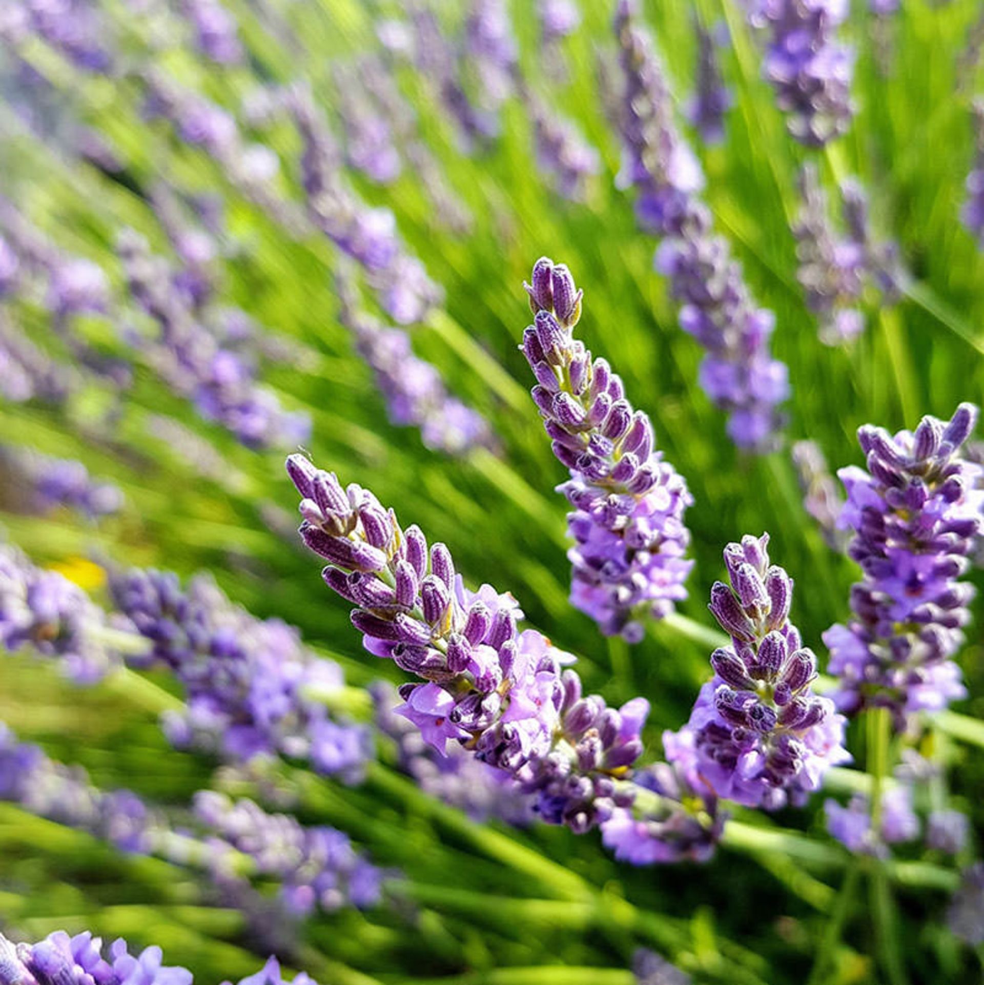 باغ مدیترانه ای