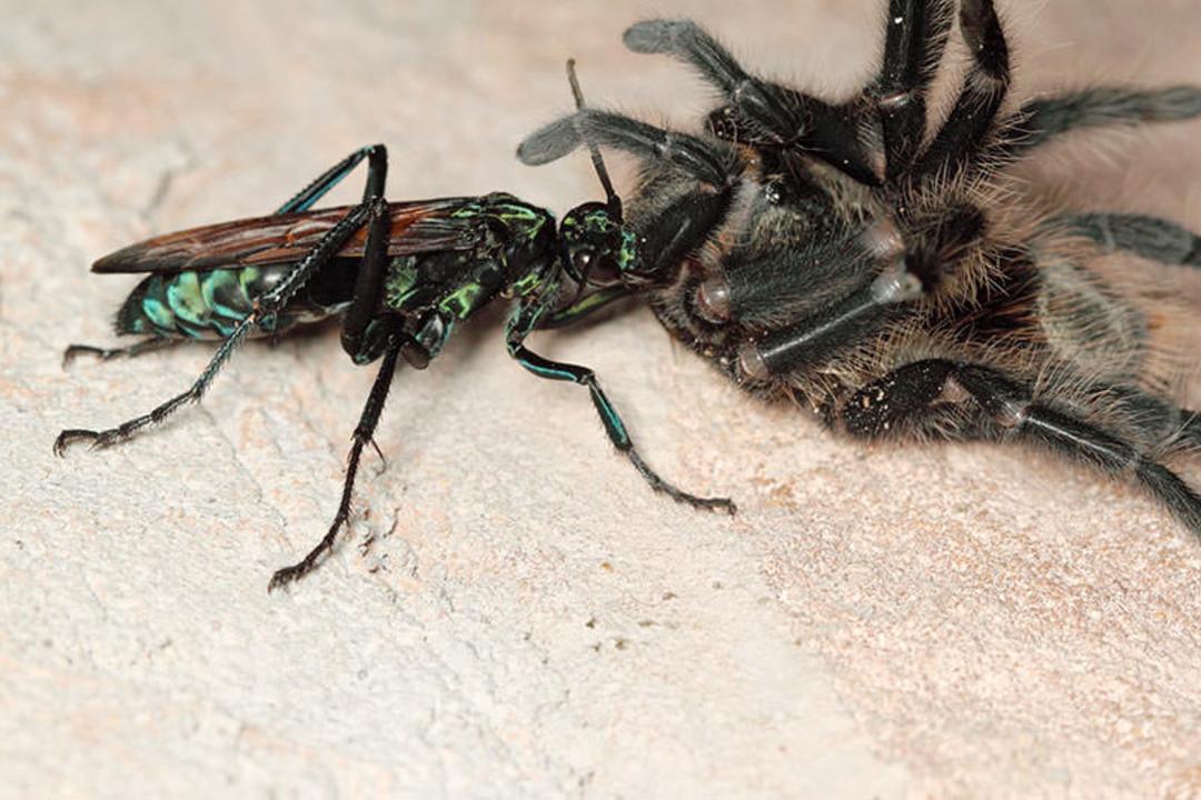عنکبوت زنبوری