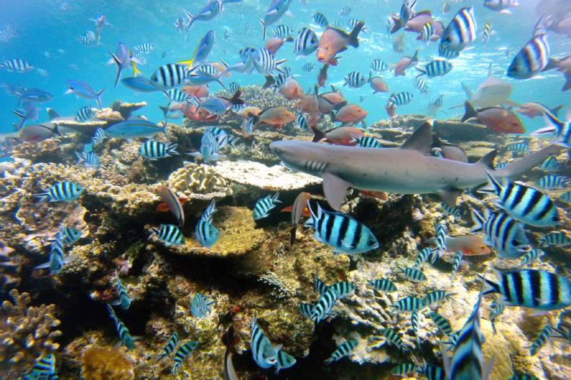 لنز قزمز برای دوربین GoPro