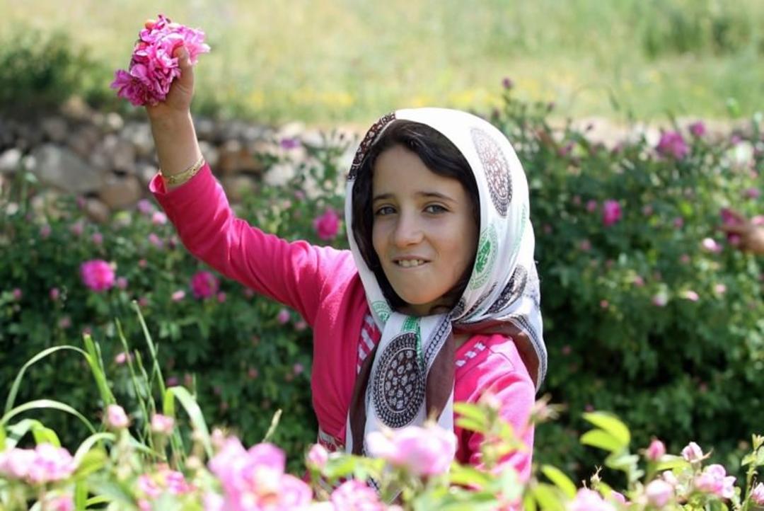 جشنواره گل محمدی