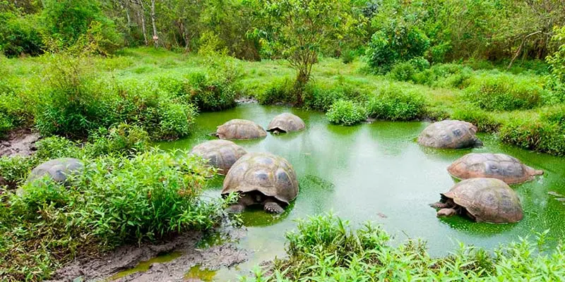گالاپاگوس