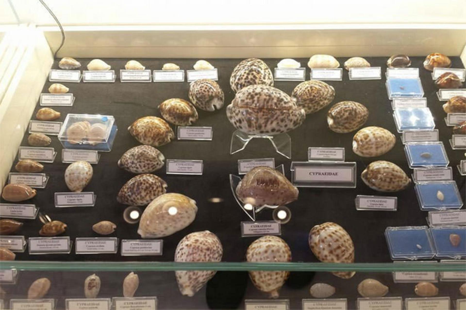 موزه‌ی دریایی بدروم