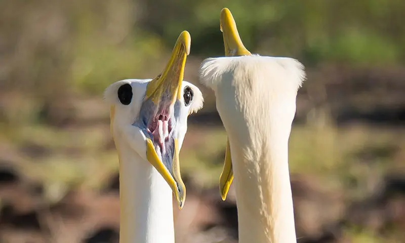 آلباتروس
