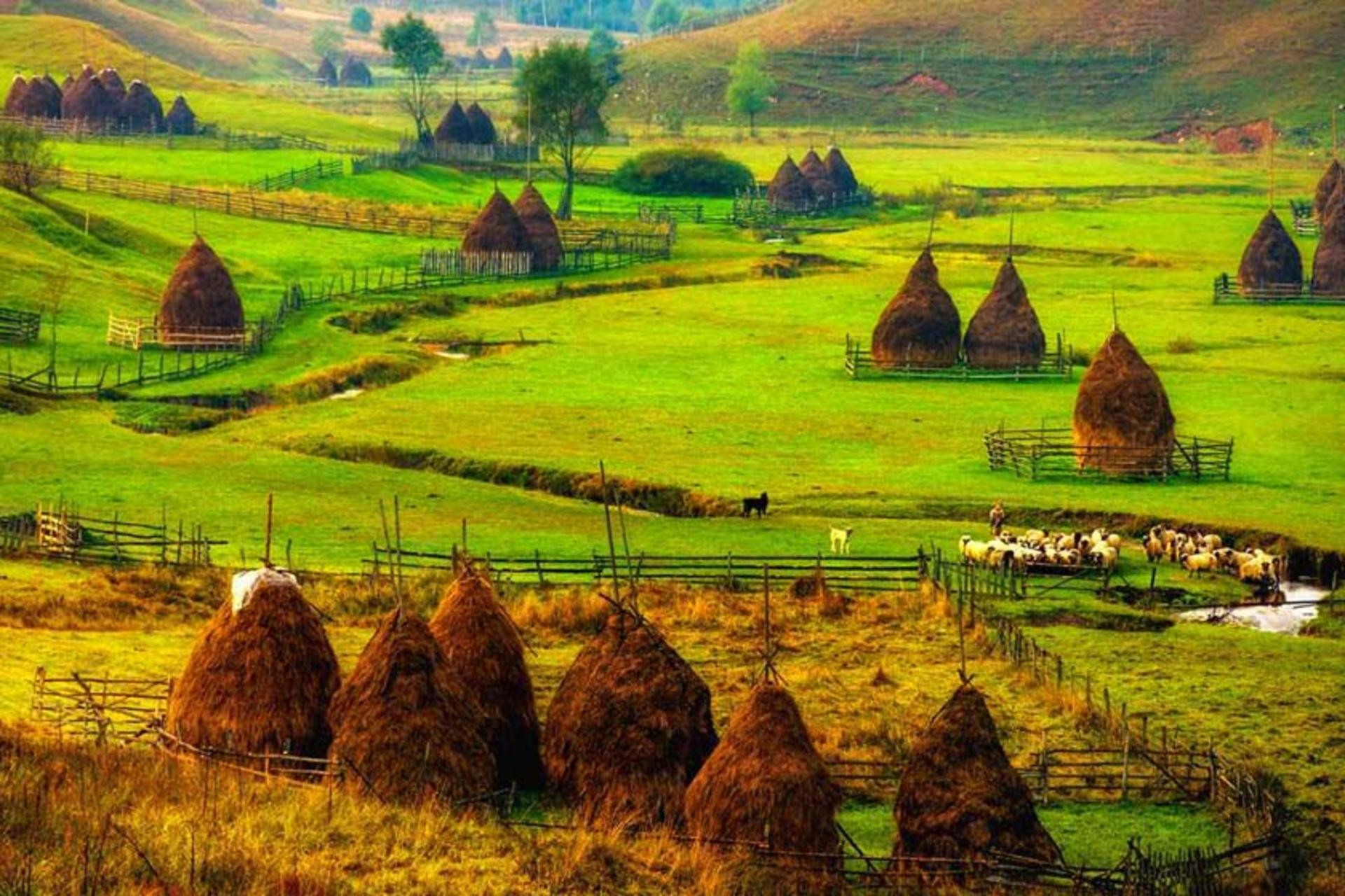 دایرکتوری رومانی