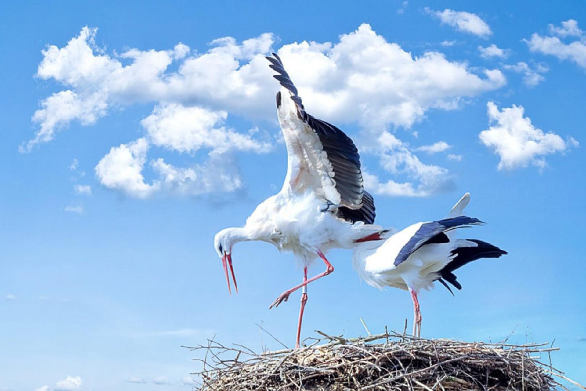 دایرکتوری رومانی