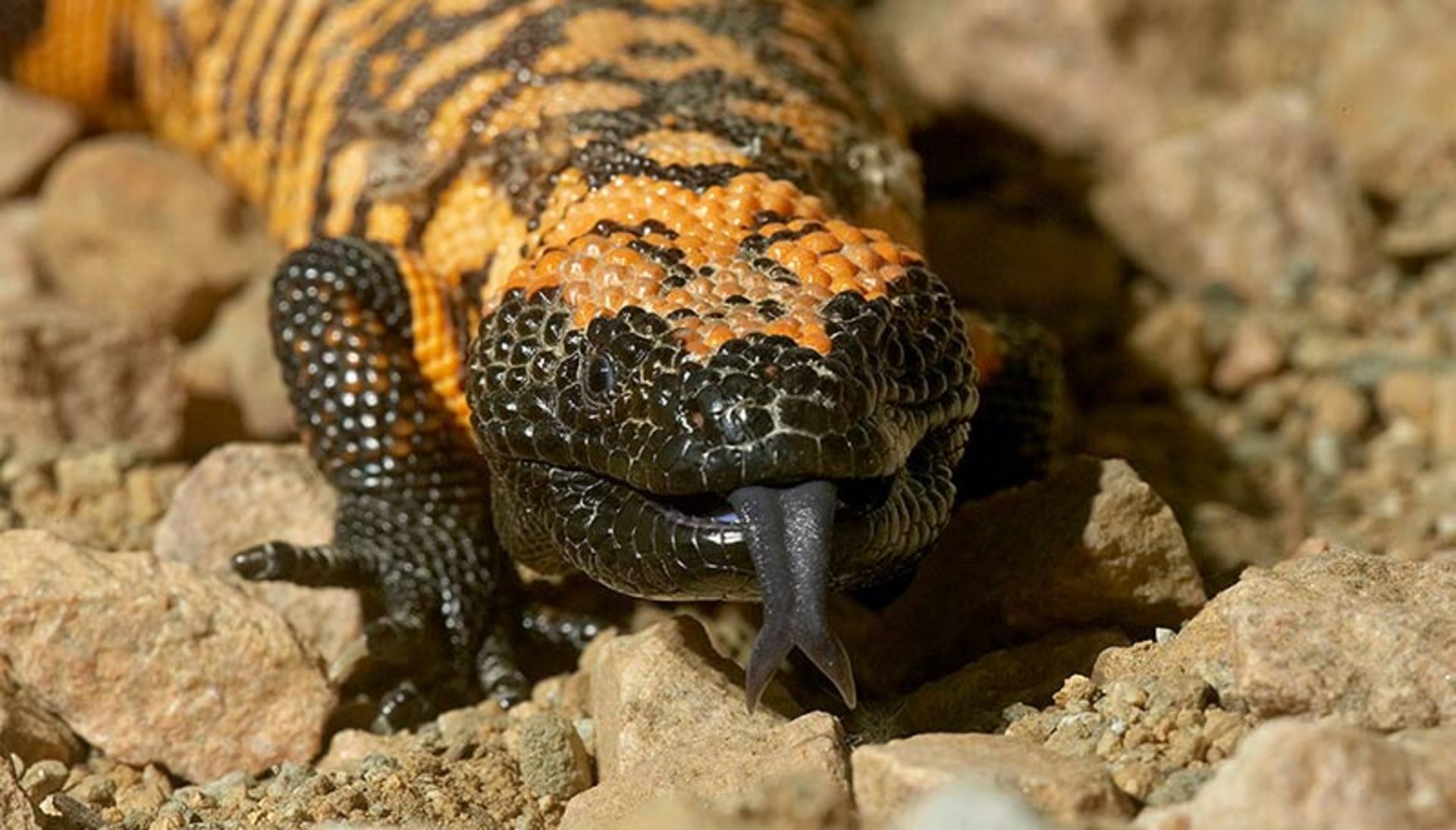 هیولای گیلا