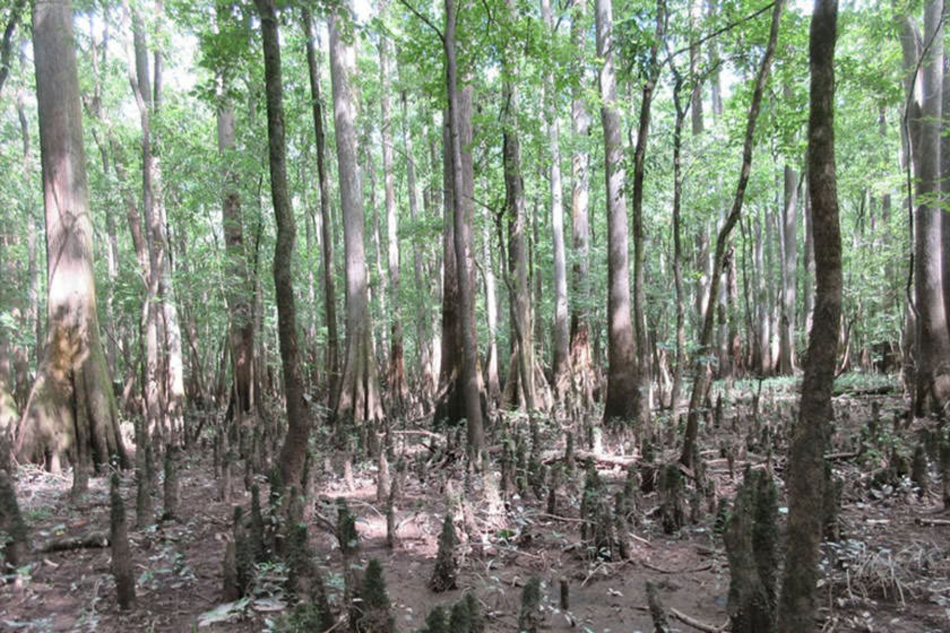 Congaree National Park