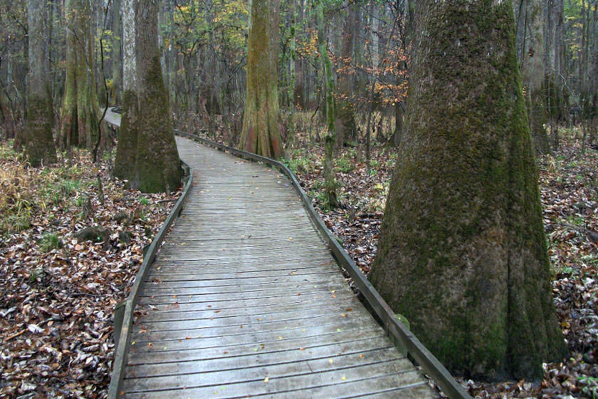 Congaree National Park
