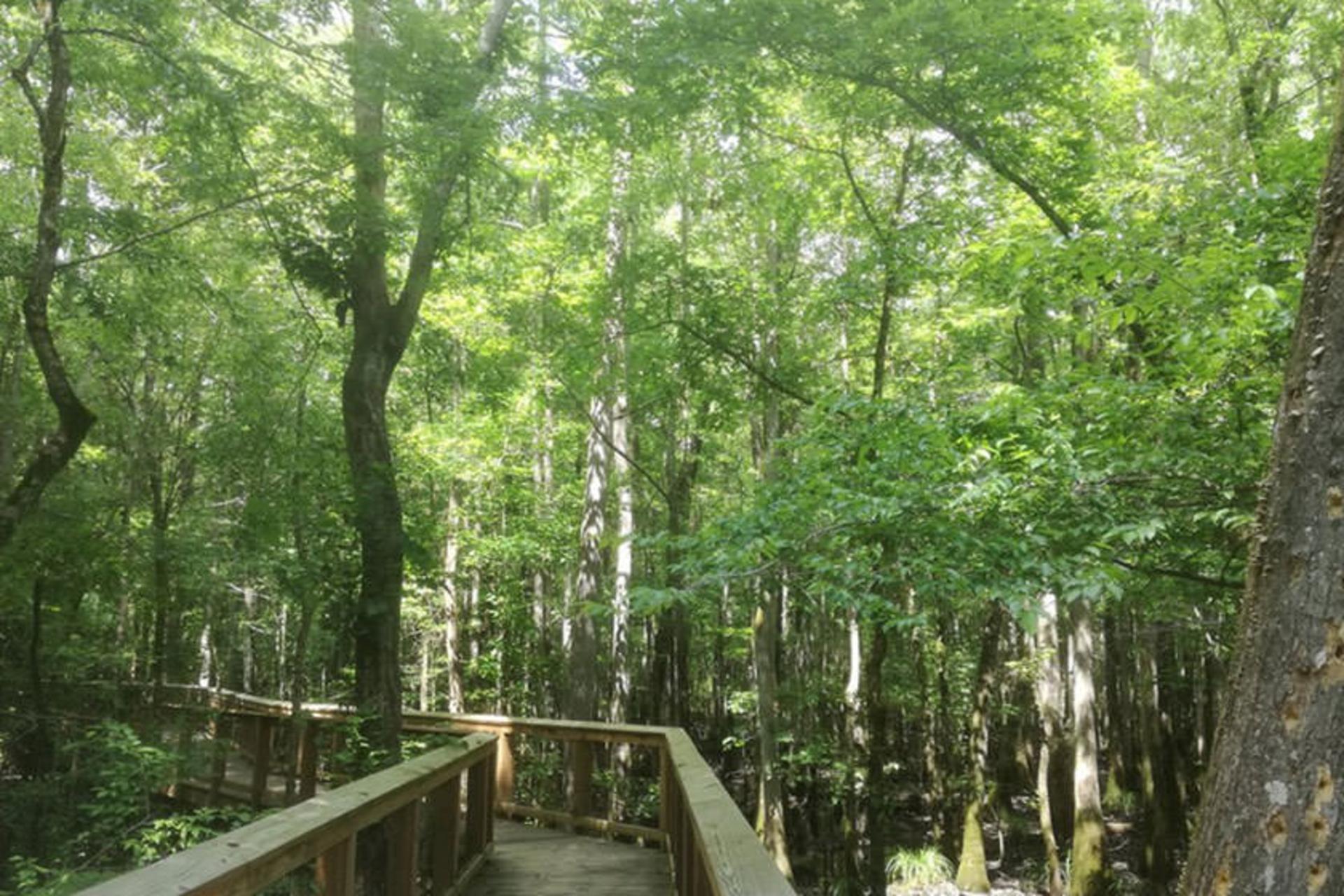 Congaree National Park