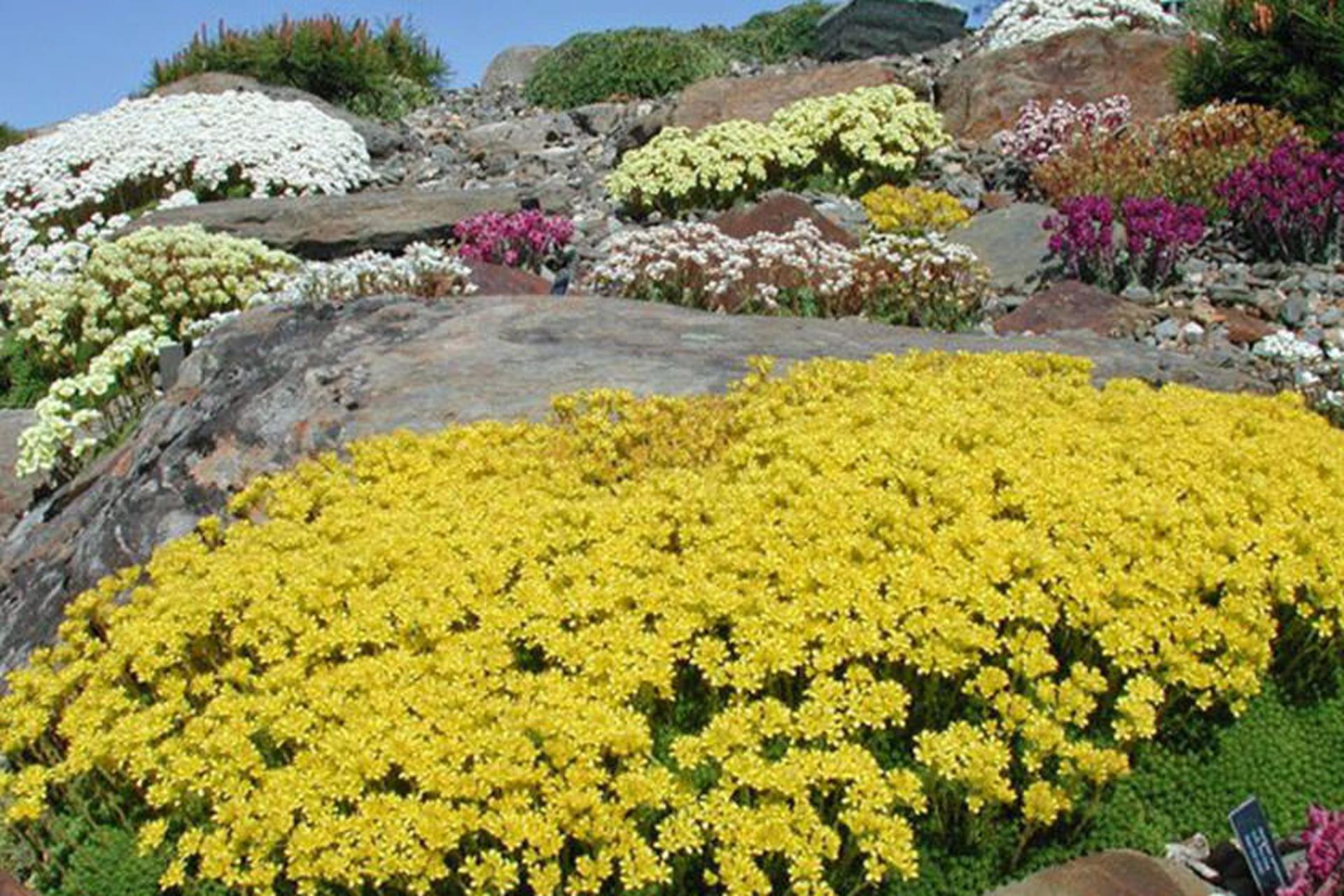 باغ گیاه شناسی آرکتیک-آلپاین 