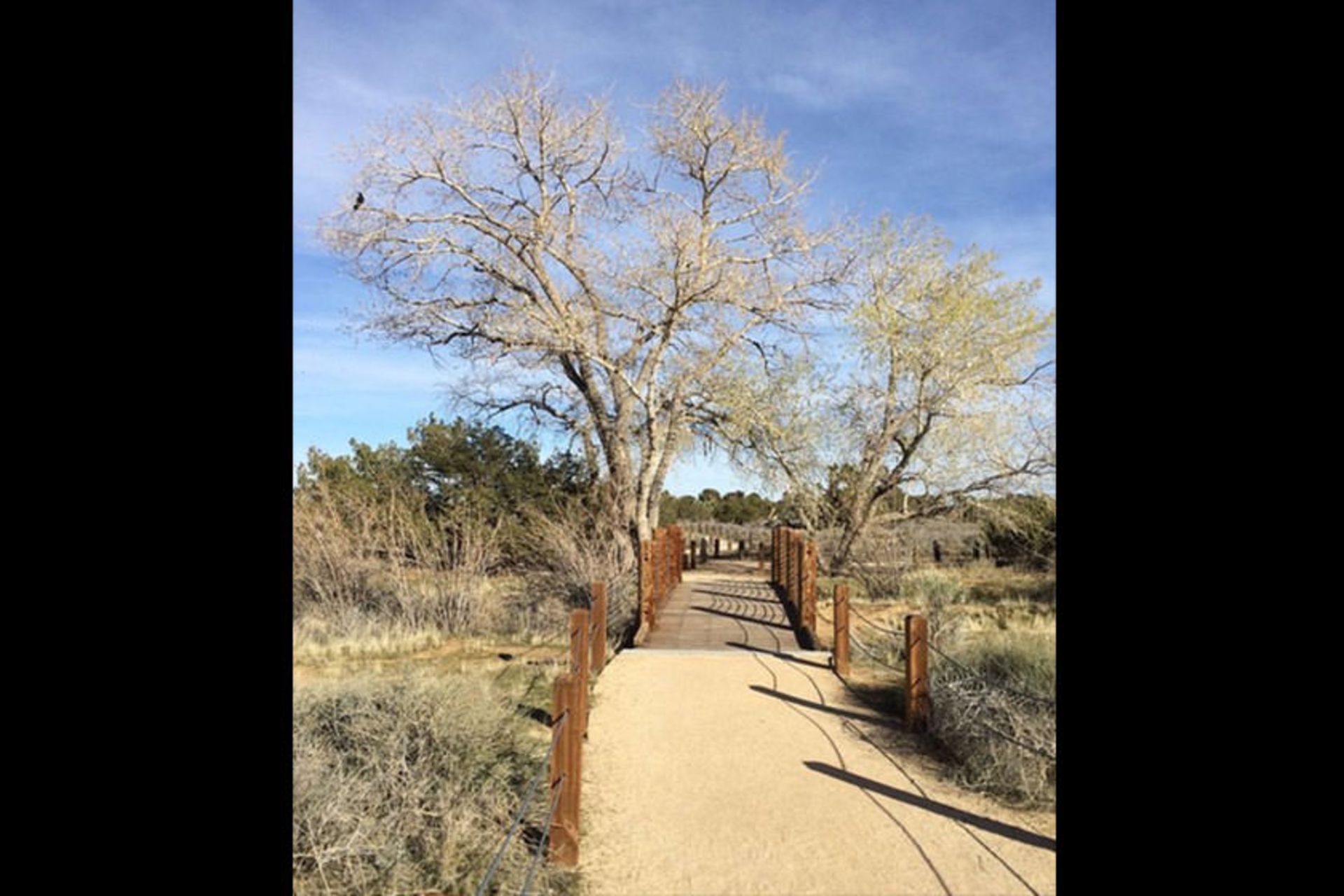prime desert woodland preserve