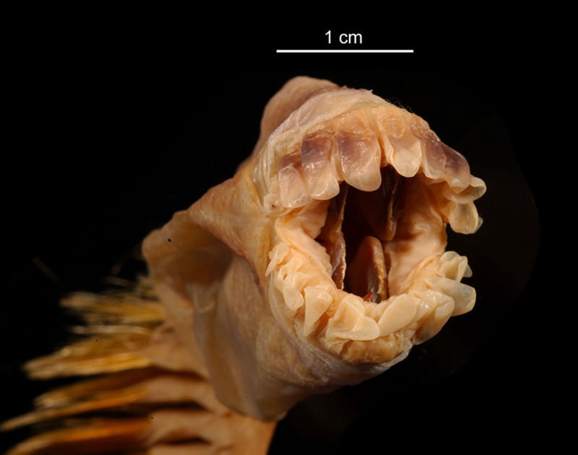 Eulagisca Gigantea
