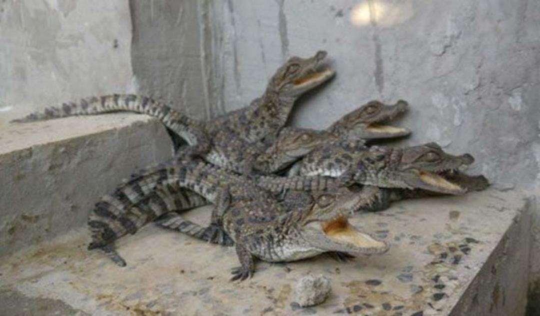 تمساح گاندو