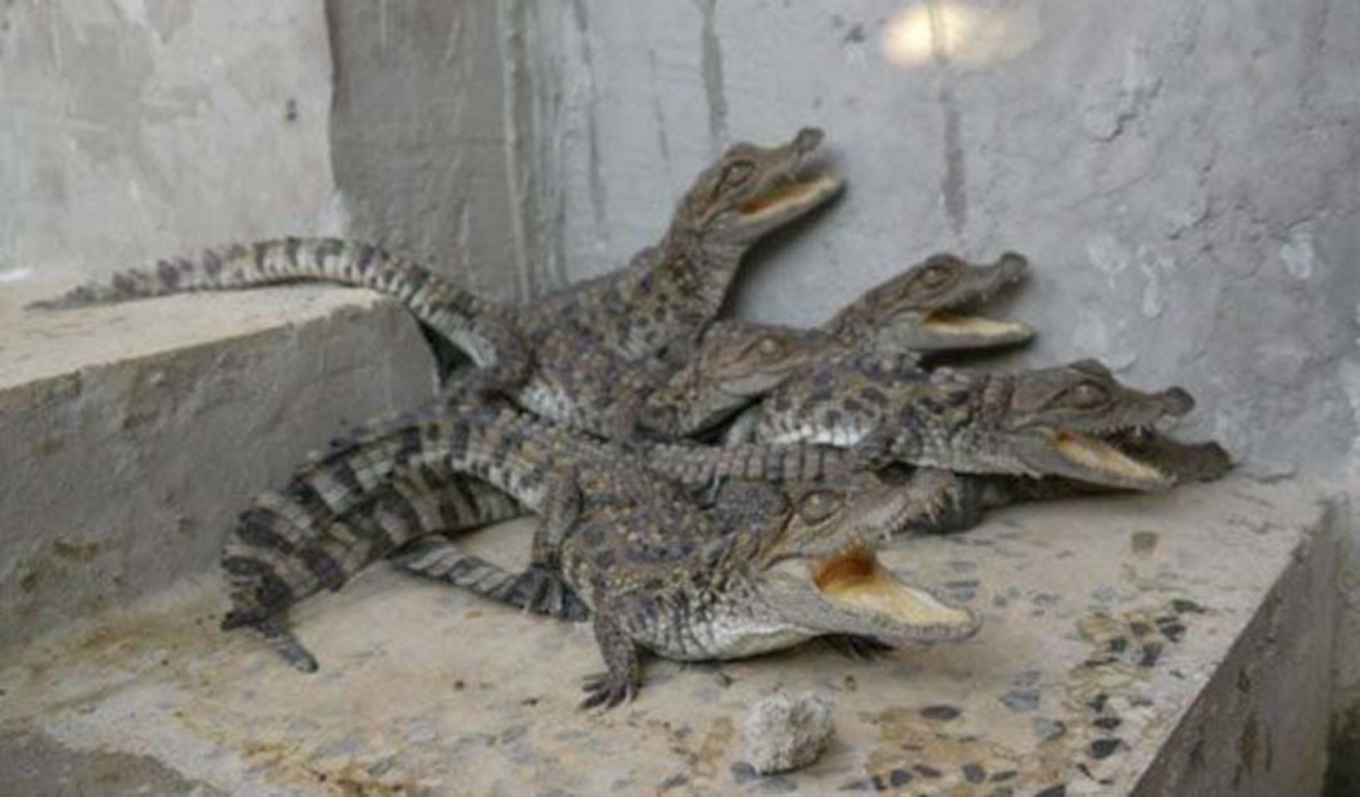 تمساح گاندو