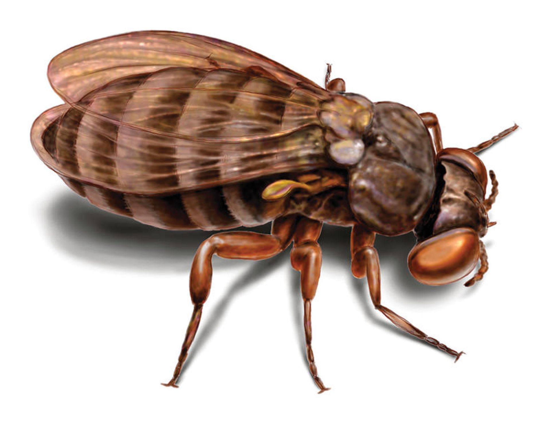 سیاه مگس