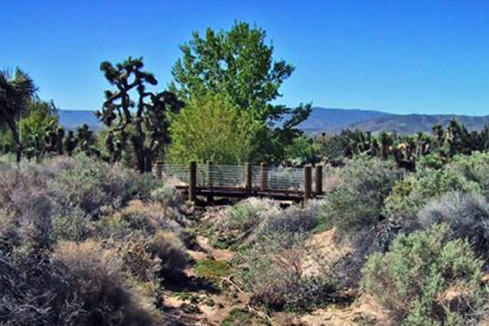 prime desert woodland preserve