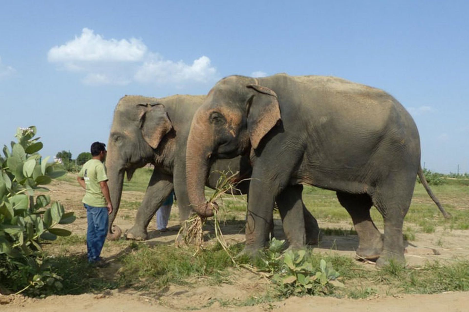 Wildlife SOS