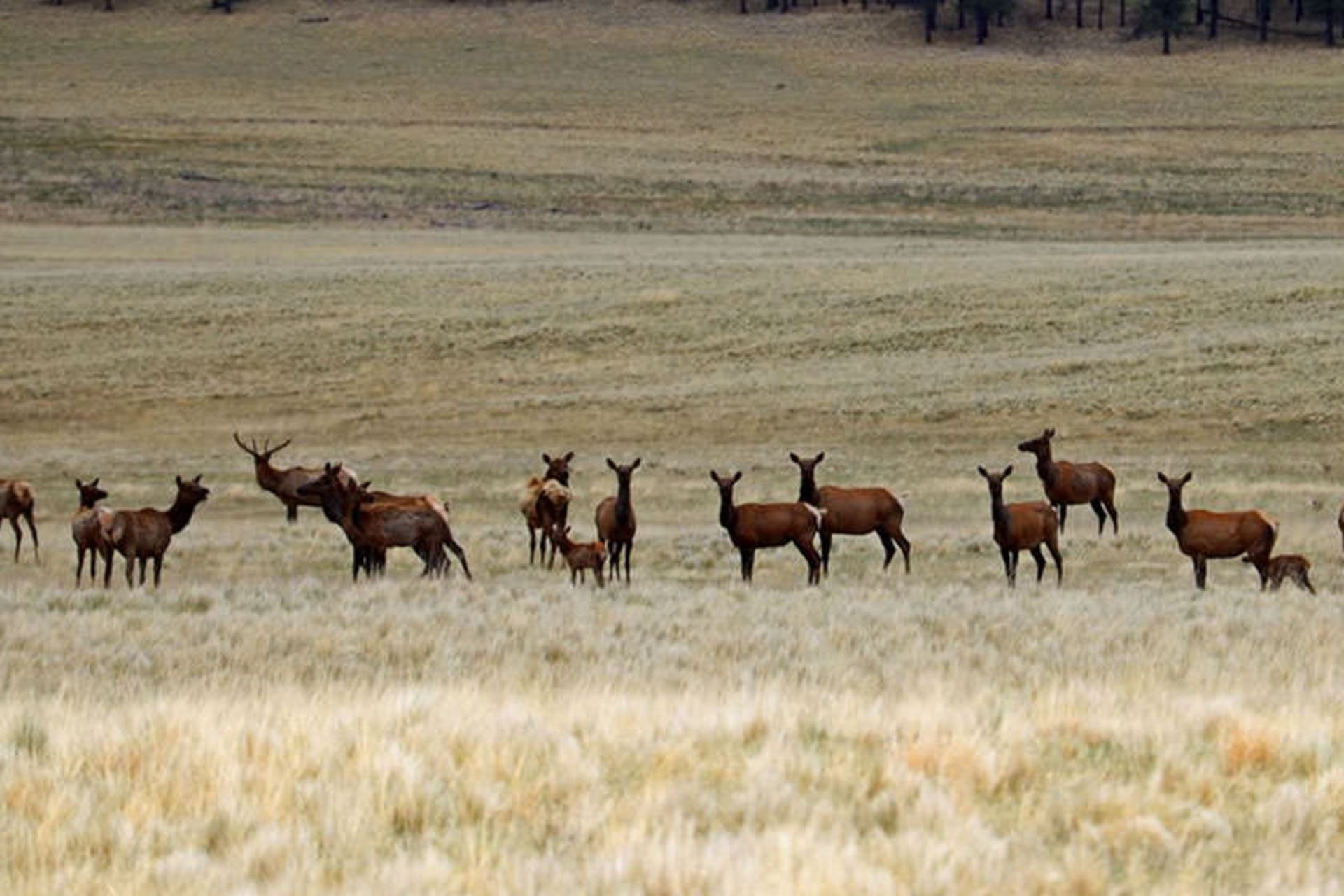 Valles Caldera National Preserve
