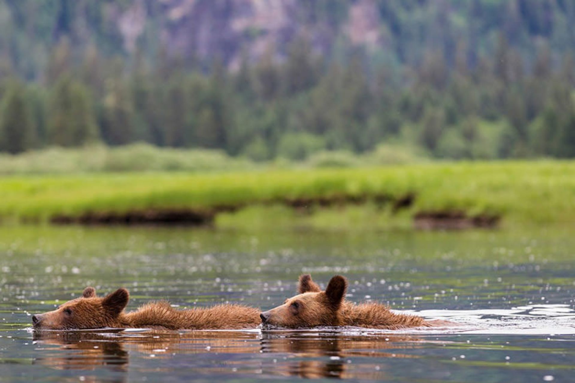 پناهگاه خرس گریزلی کاتزیماتین (Khutzeymateen Grizzly Bear Sanctuary)
