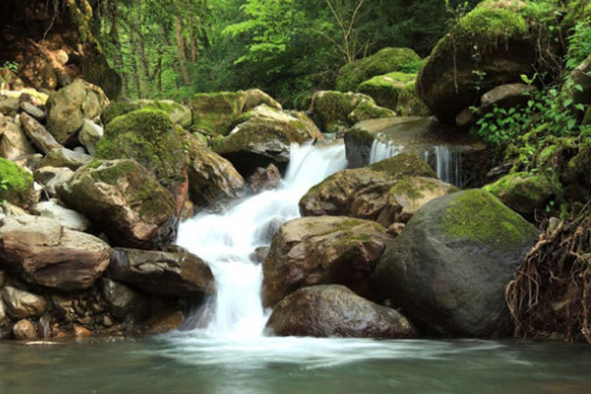 بوستان جنگلی صفارود