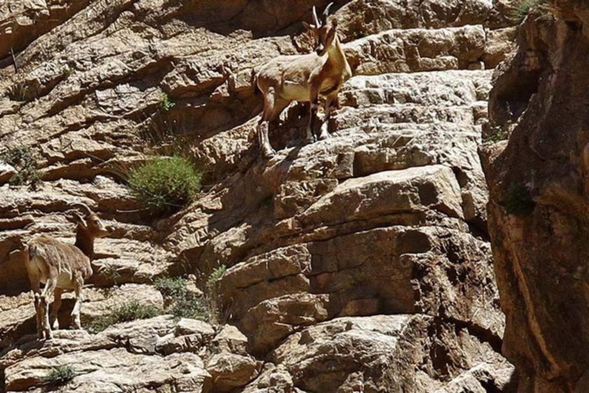 پارک ملی کنتال 