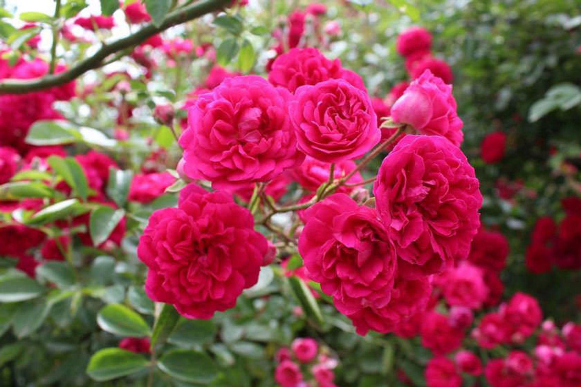 گلستان های محمدی میمند