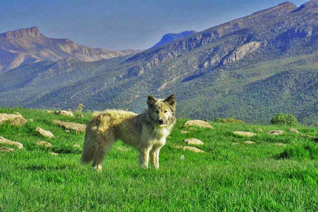کوه چمن ‌گیر