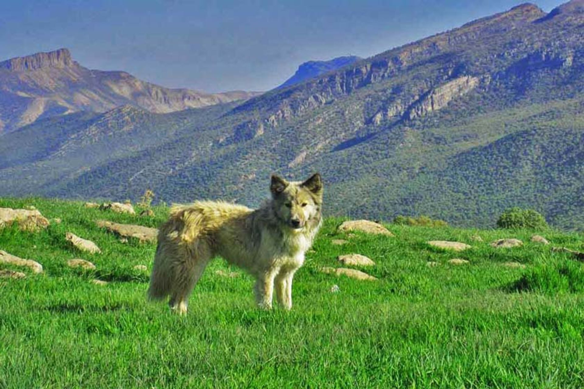 کوه چمن ‌گیر